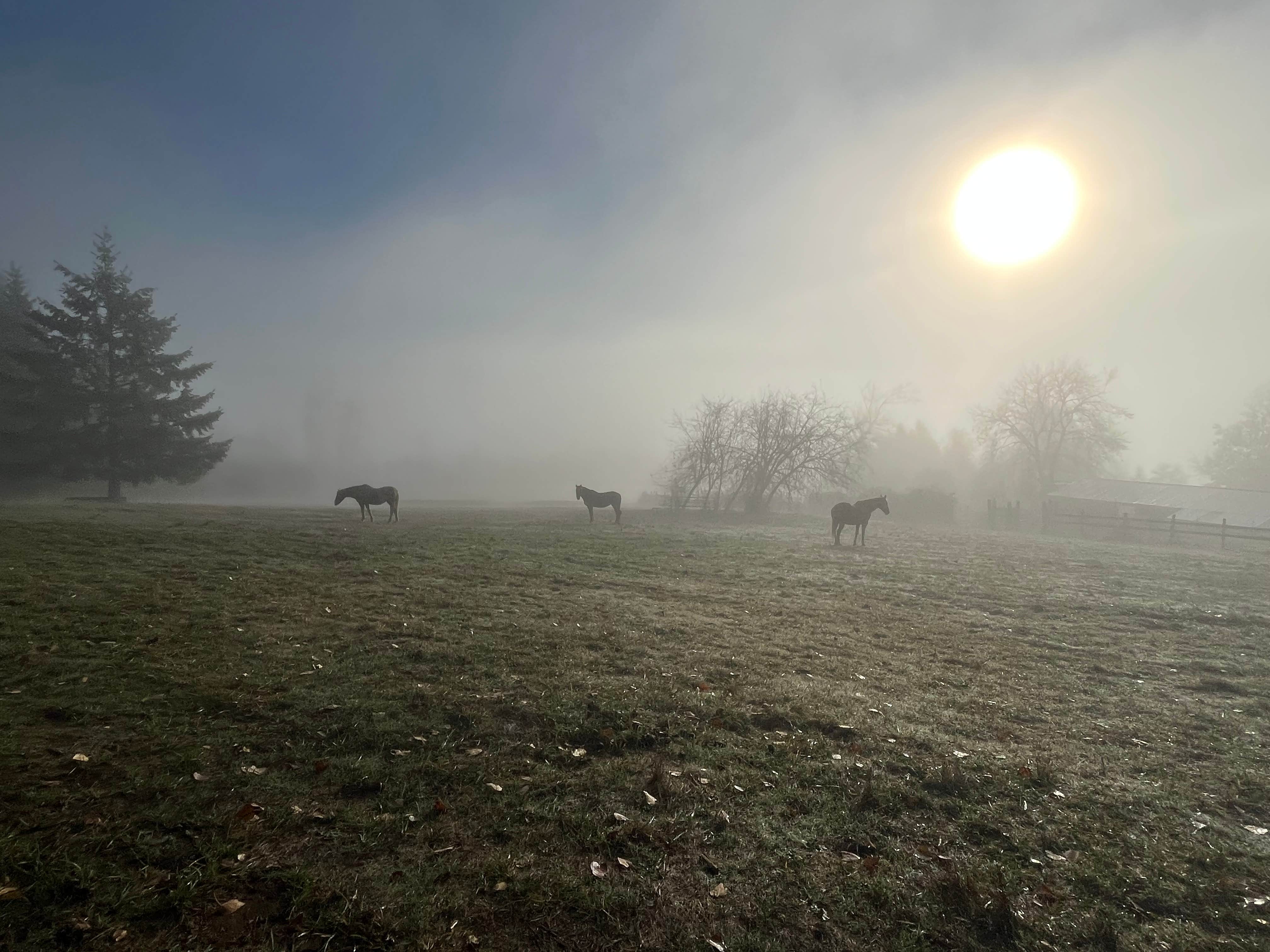 Camping near Government Island State Recreation Area: Pendarvis Farm, Happy Valley, Oregon