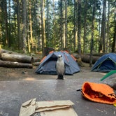 Review photo of Heart O' the Hills Campground — Olympic National Park by Emily T., September 22, 2023
