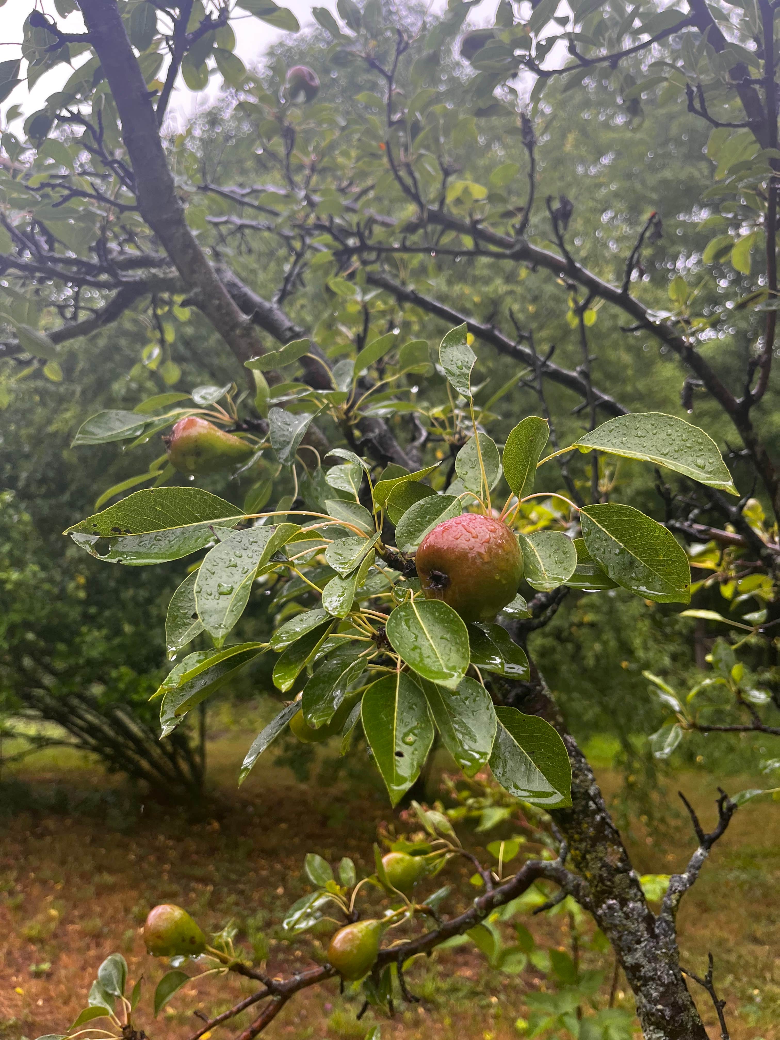 Camper-submitted photo at Abracadabra magic farm near Guilderland, NY