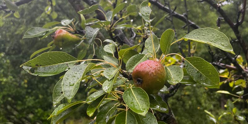 Camper submitted image from Abracadabra magic farm