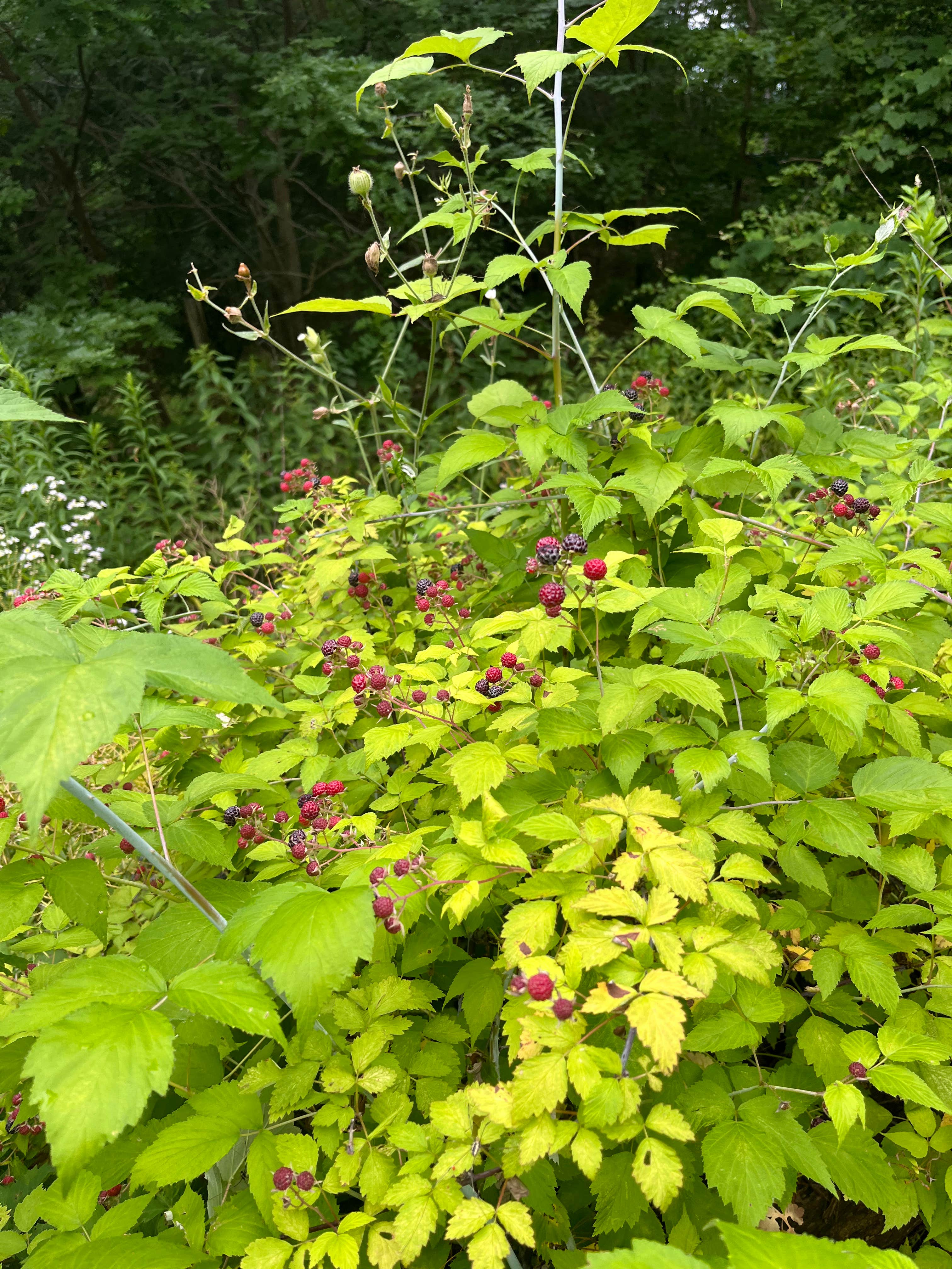 Camper-submitted photo at Abracadabra magic farm near Guilderland, NY