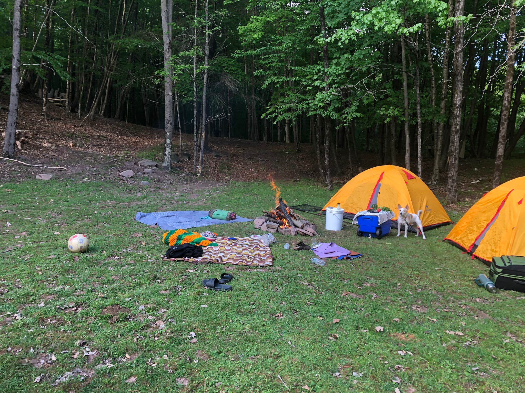 Dilara E.'s photo of camping with pets at Abracadabra magic farm near Stuyvesant, NY