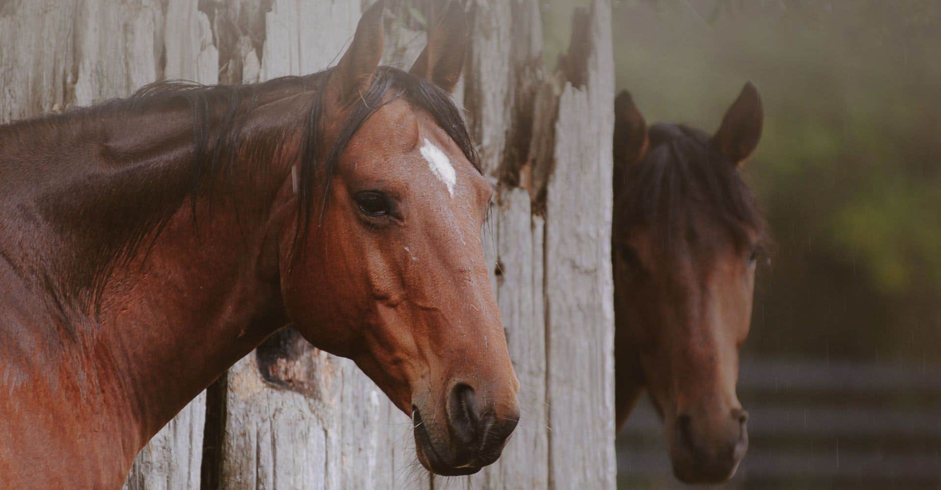 Eric V.'s photo of camping with a horse at Graves Mountain Farm Campground near Palmyra, VA