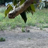 Review photo of Canyon Campground — Leo Carrillo State Park Campground by Corey B., September 25, 2023