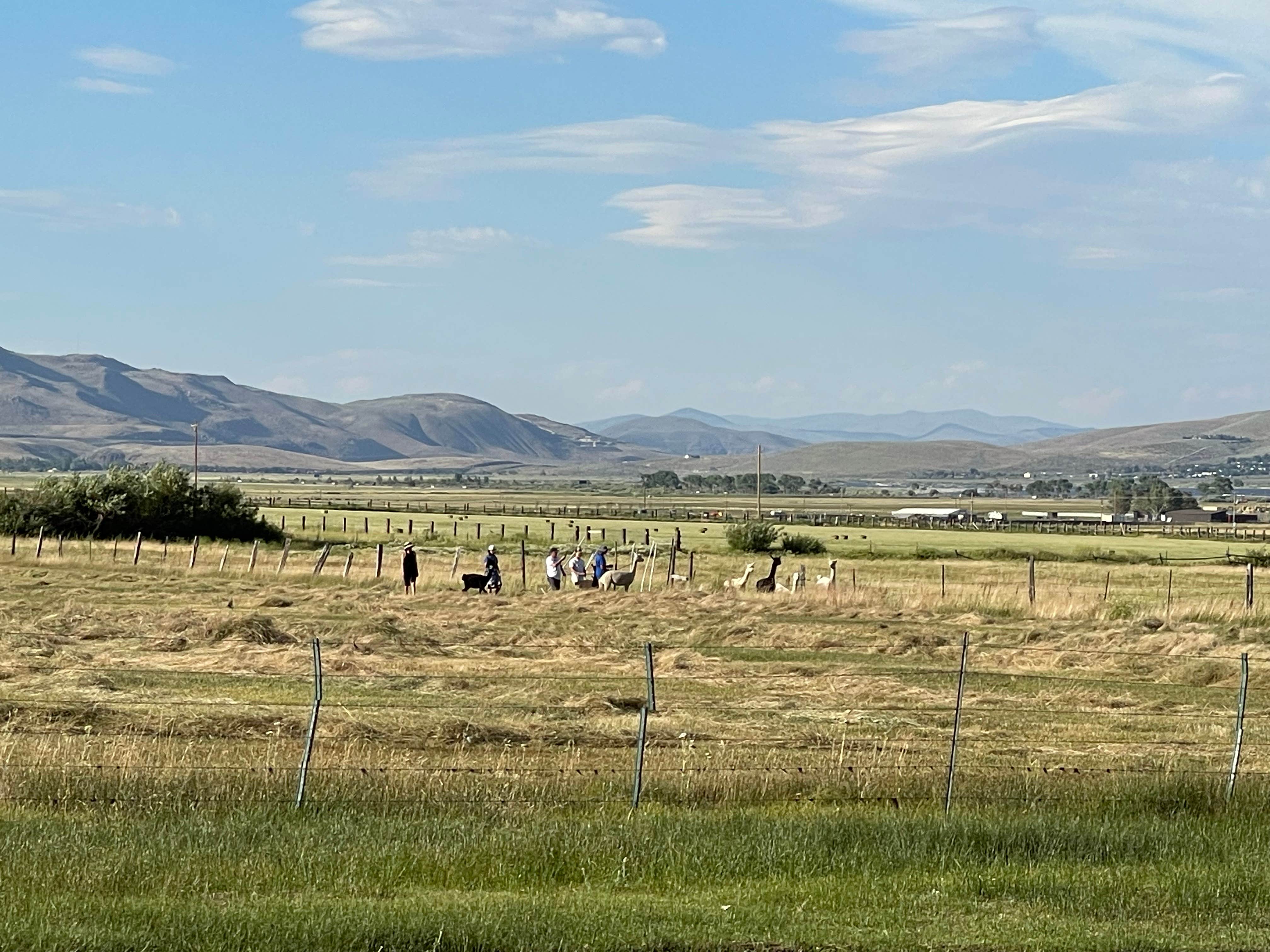 Camper-submitted photo at Olde LYFE Alpacas on Davis Ranch near Virginia City, NV
