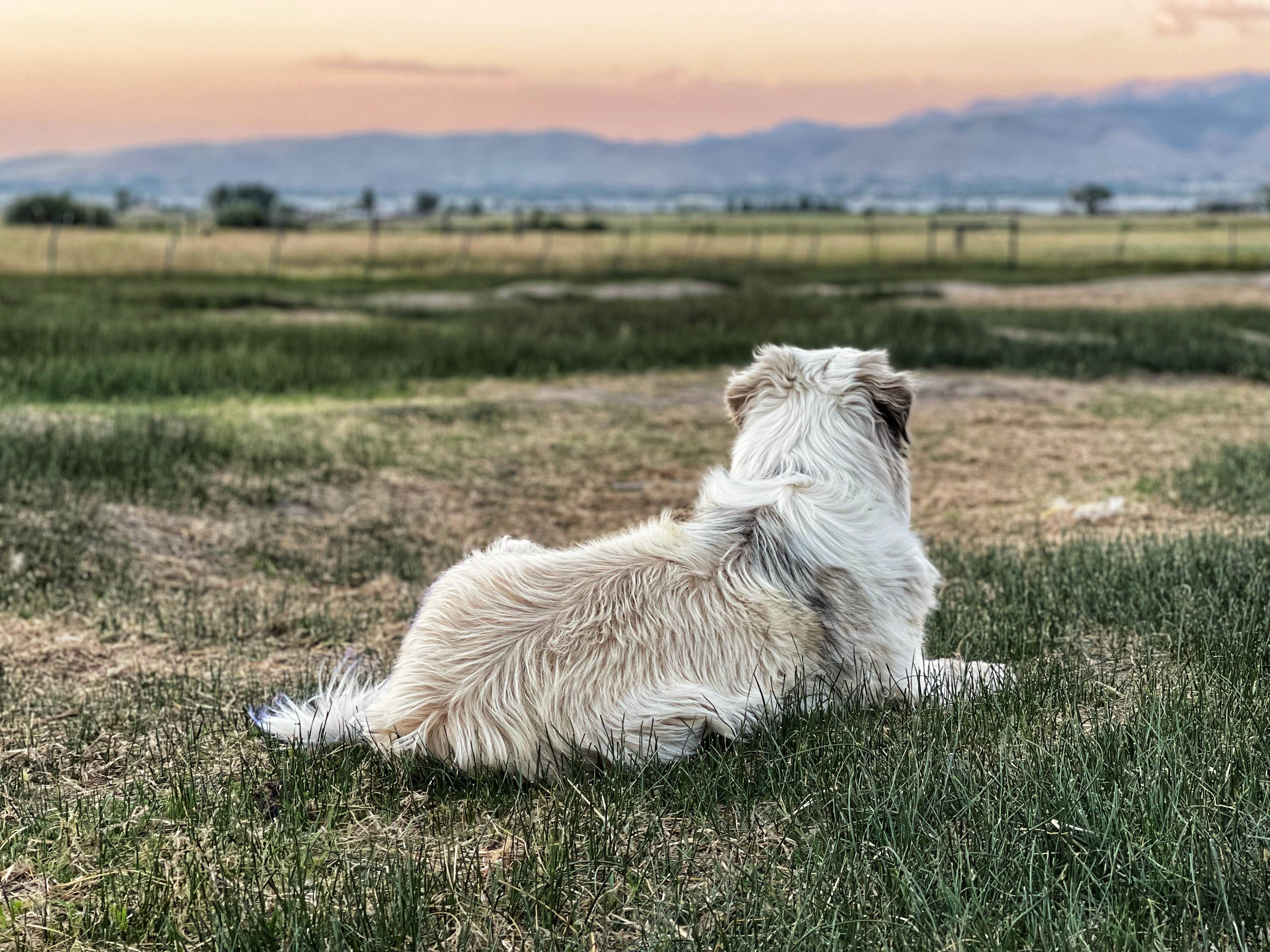 Camper-submitted photo at Olde LYFE Alpacas on Davis Ranch near Virginia City, NV