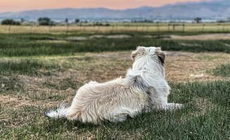 Stacey P.'s photo of camping with pets at Olde LYFE Alpacas on Davis Ranch near Kings Beach, CA