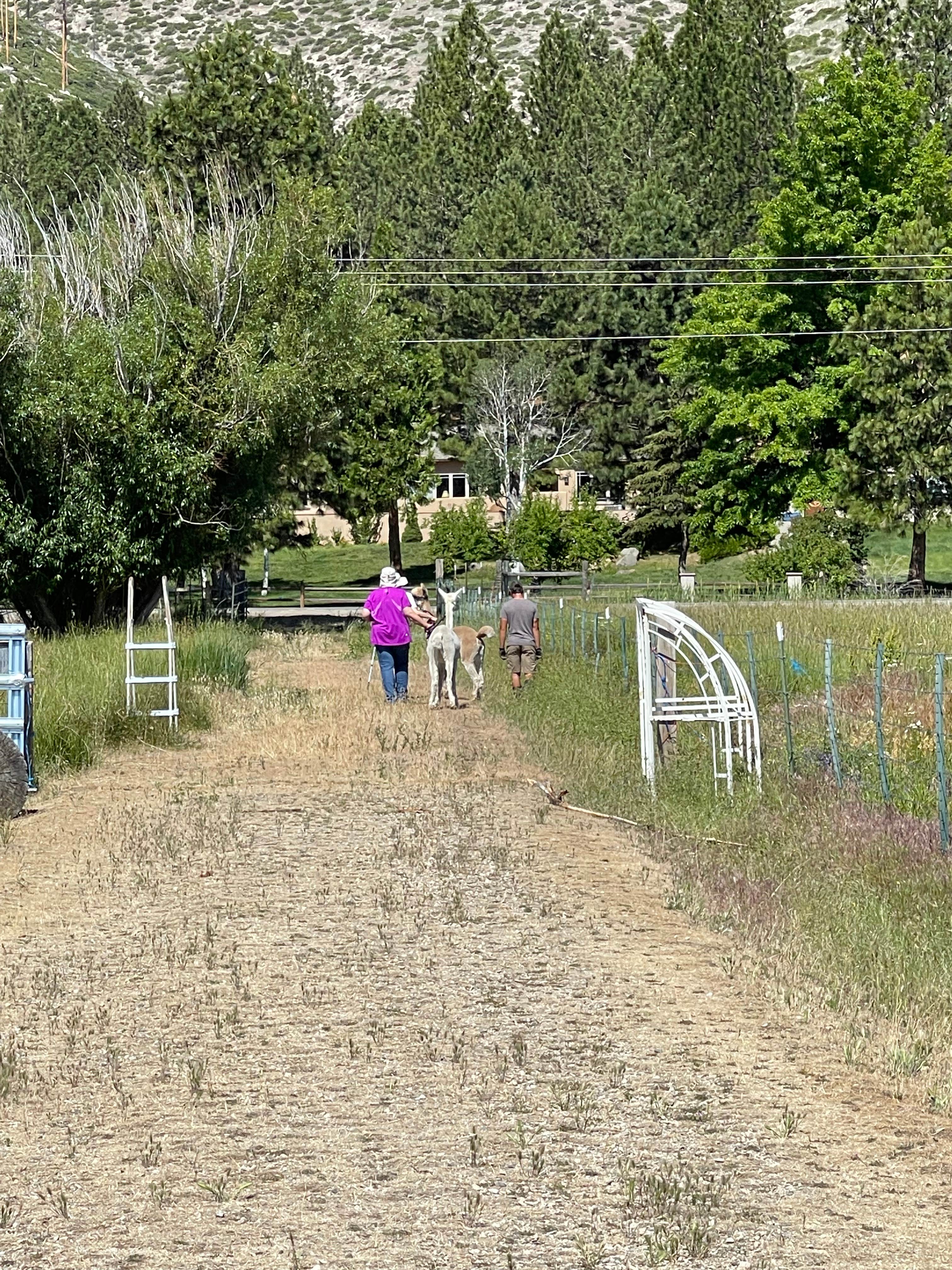 Camper-submitted photo at Olde LYFE Alpacas on Davis Ranch near Virginia City, NV