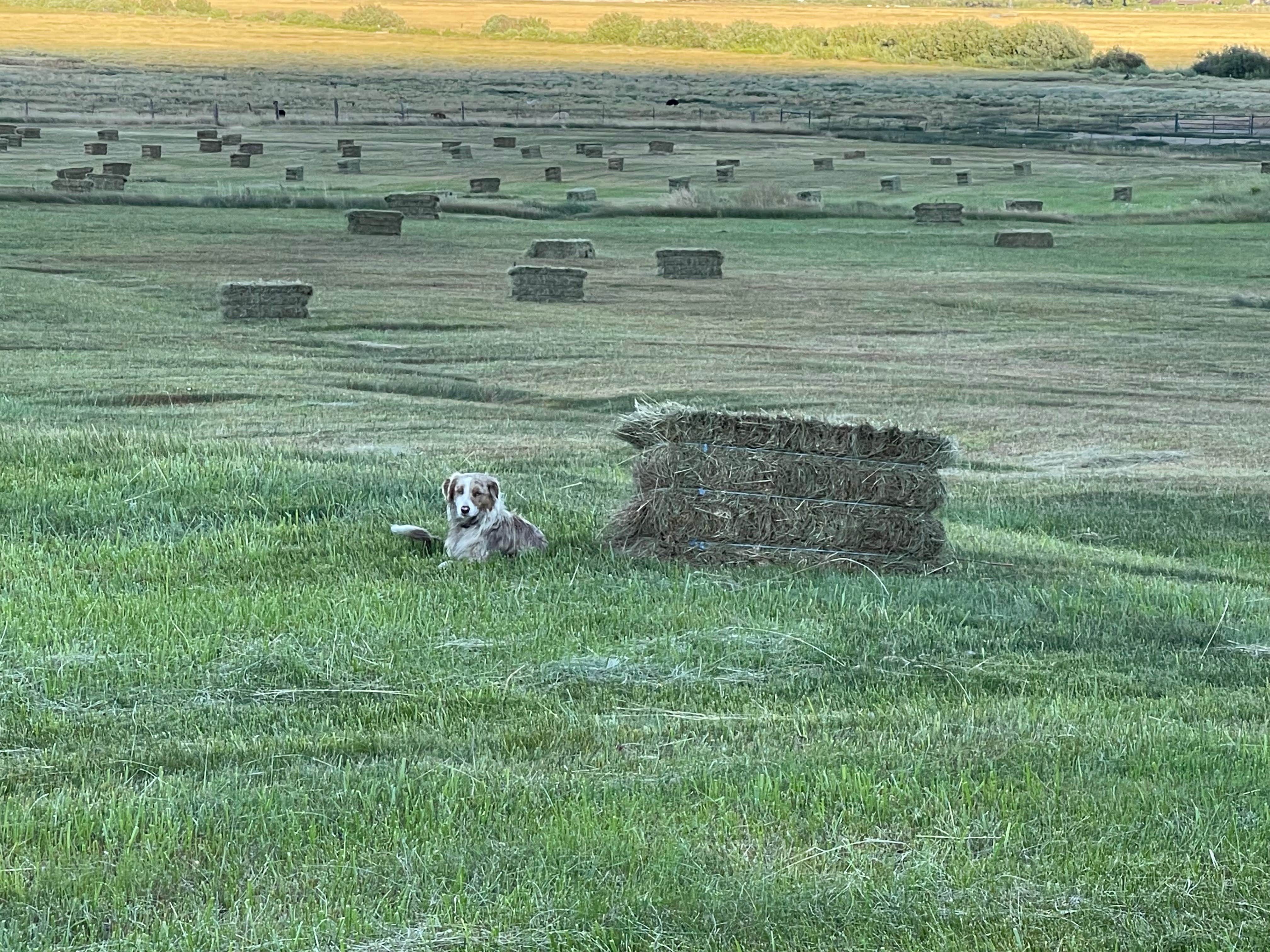 Camper-submitted photo at Olde LYFE Alpacas on Davis Ranch near Virginia City, NV
