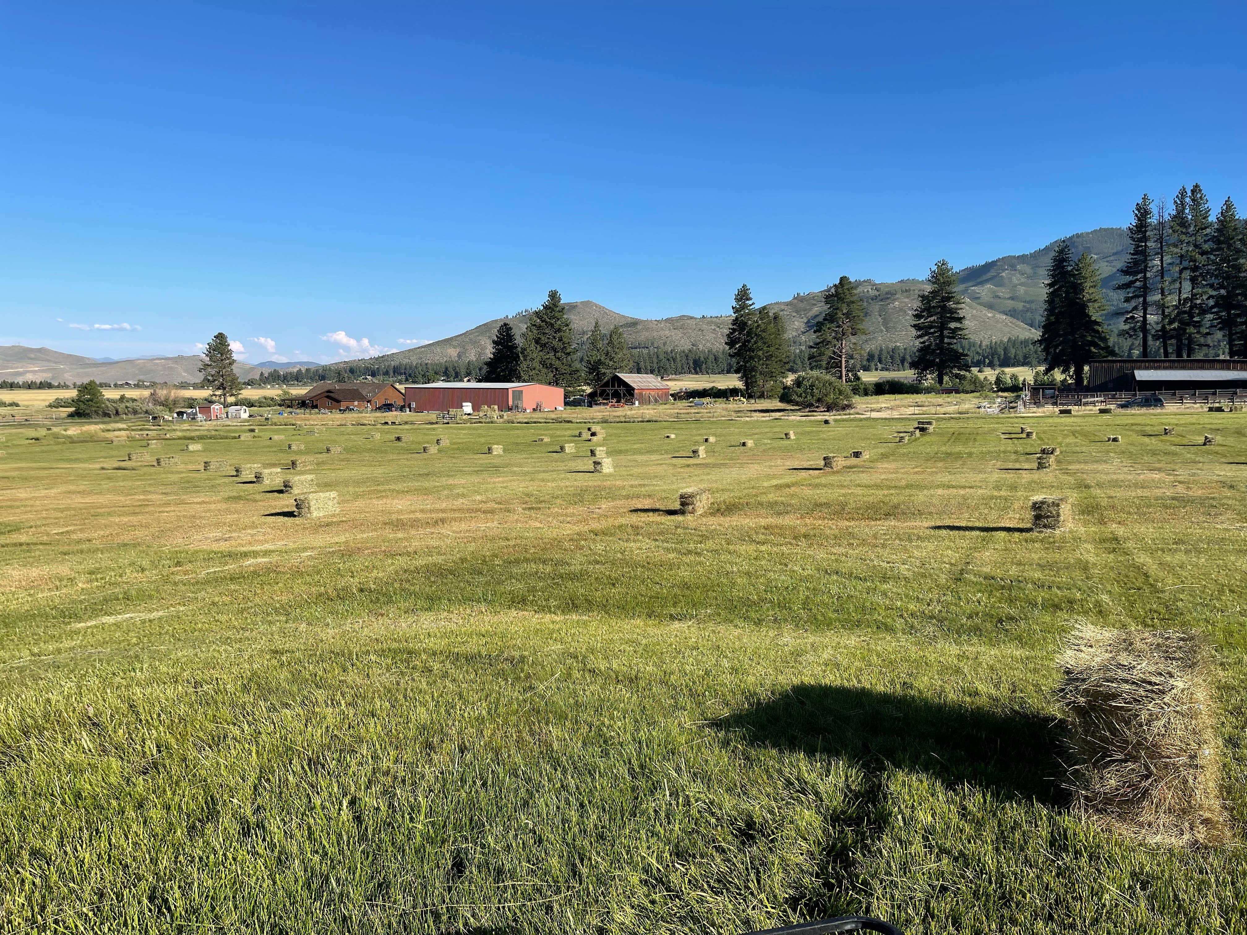 Olde LYFE Alpacas on Davis Ranch