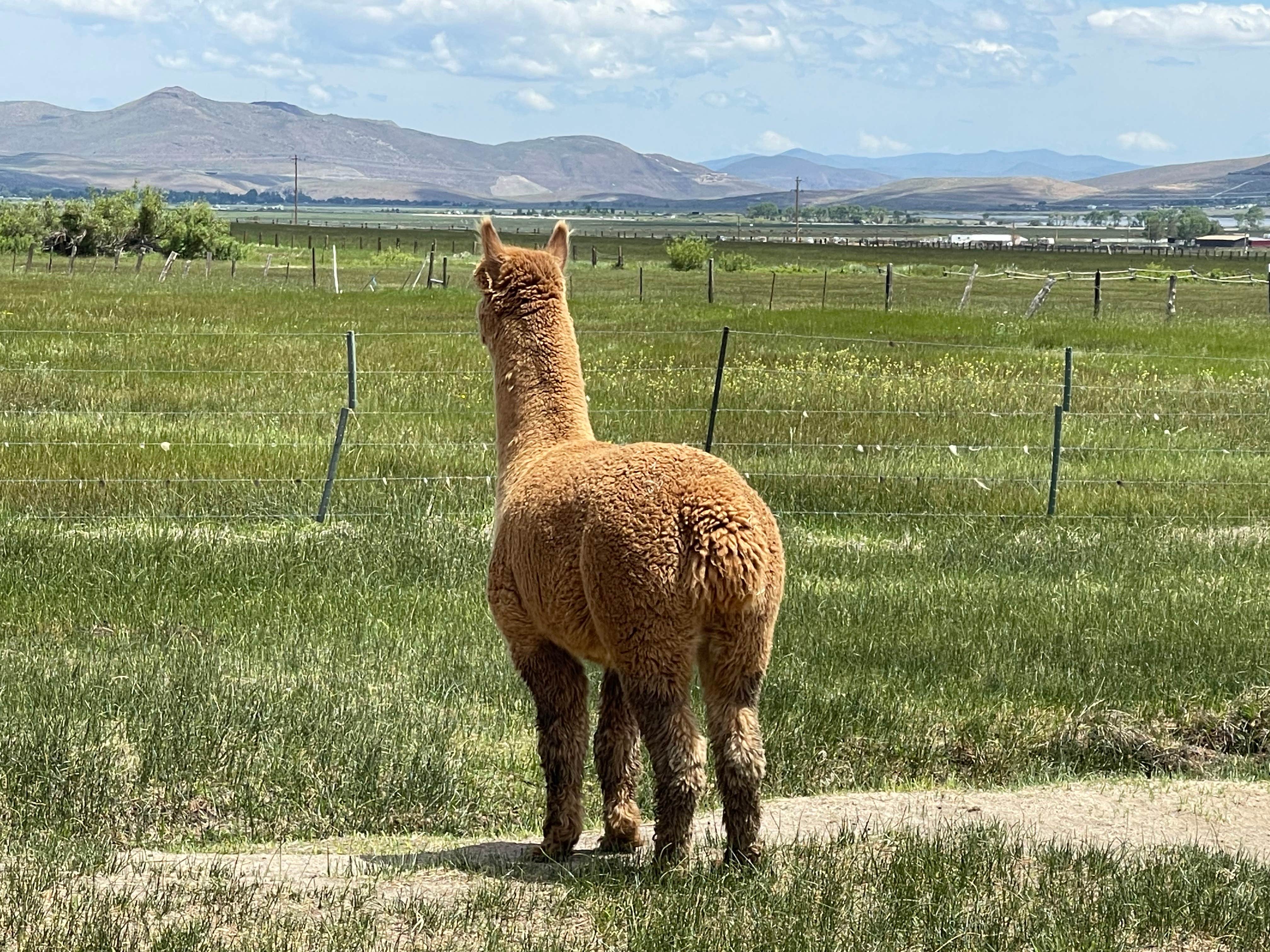 Olde LYFE Alpacas on Davis Ranch