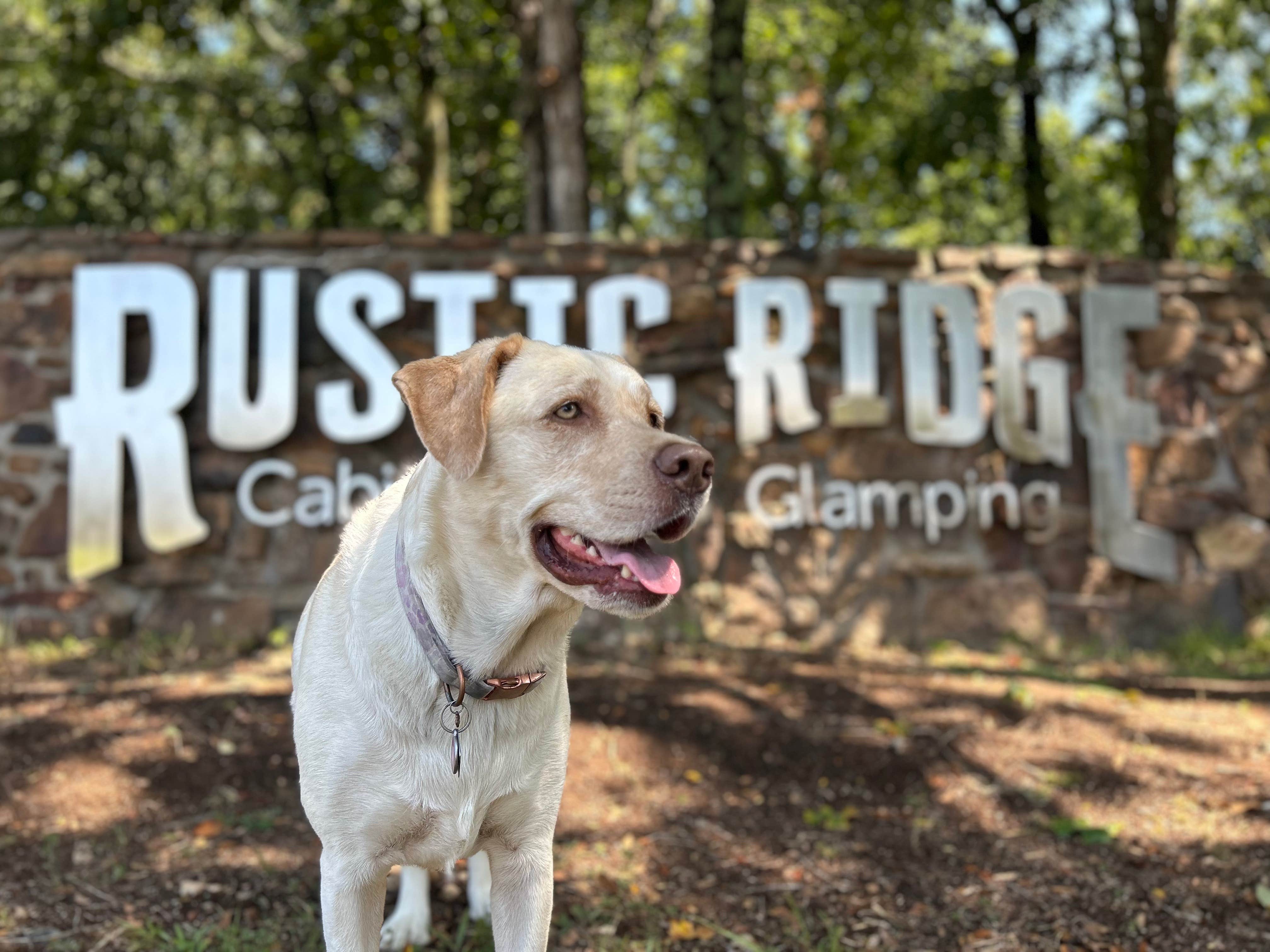 Camping near Natural Falls State Park Campground: Rustic Ridge, Gentry, Arkansas