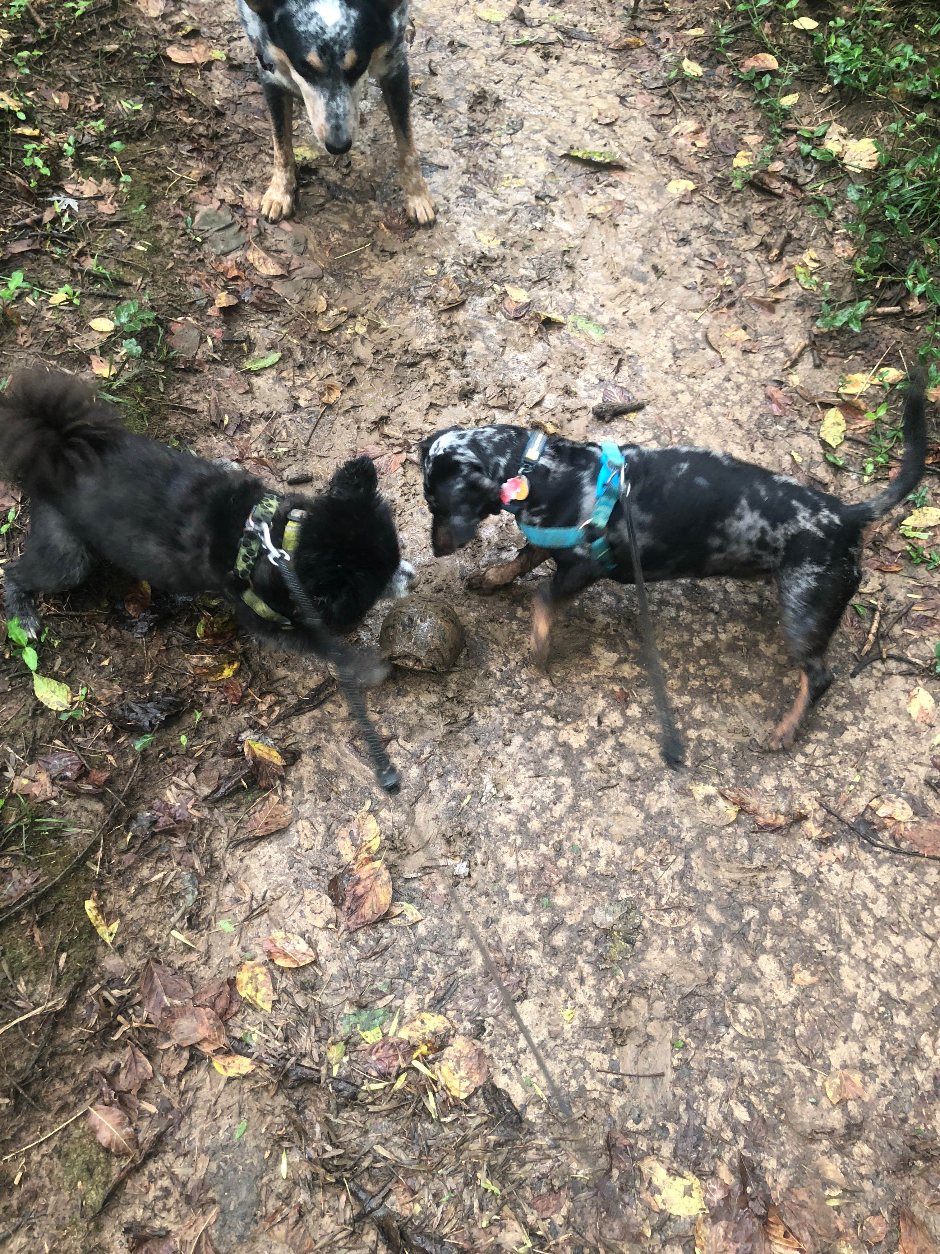 Shelly S.'s photo of camping with pets at Alley Spring Campground — Ozark National Scenic Riverway near Ozark National Scenic Riverways