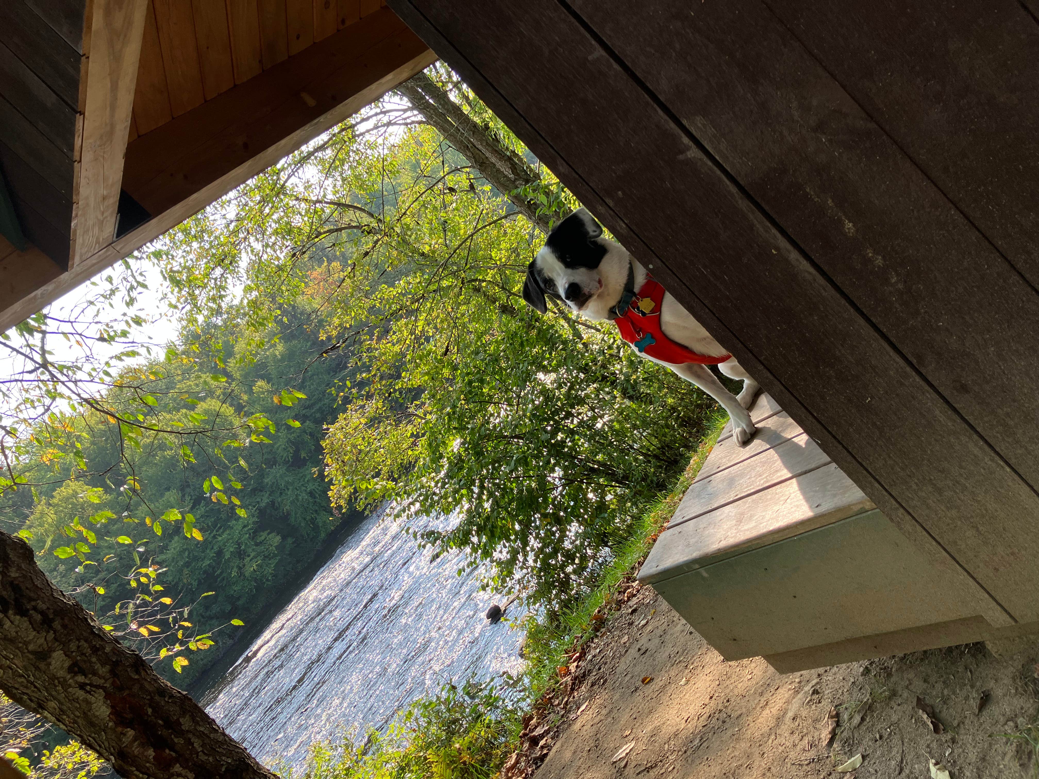 Sarah C.'s photo of camping with pets at Mollidgewock State Park Campground near Errol, NH