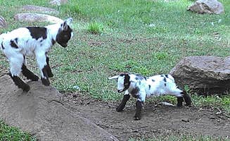 Rachel H.'s photo of camping with pets at Cokato Lake RV Resort Cooperative Association near Willmar, MN