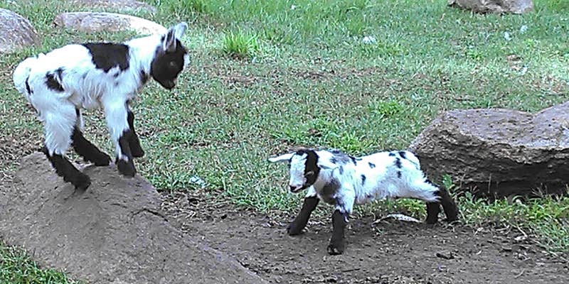 Camper submitted image from Cokato Lake RV Resort Cooperative Association