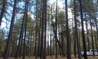 Camping near Cave Springs: Forest Service Road 253 Dispersed, Munds Park, Arizona