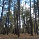Review photo of Forest Service Road 253 Dispersed by Ben S., September 27, 2023