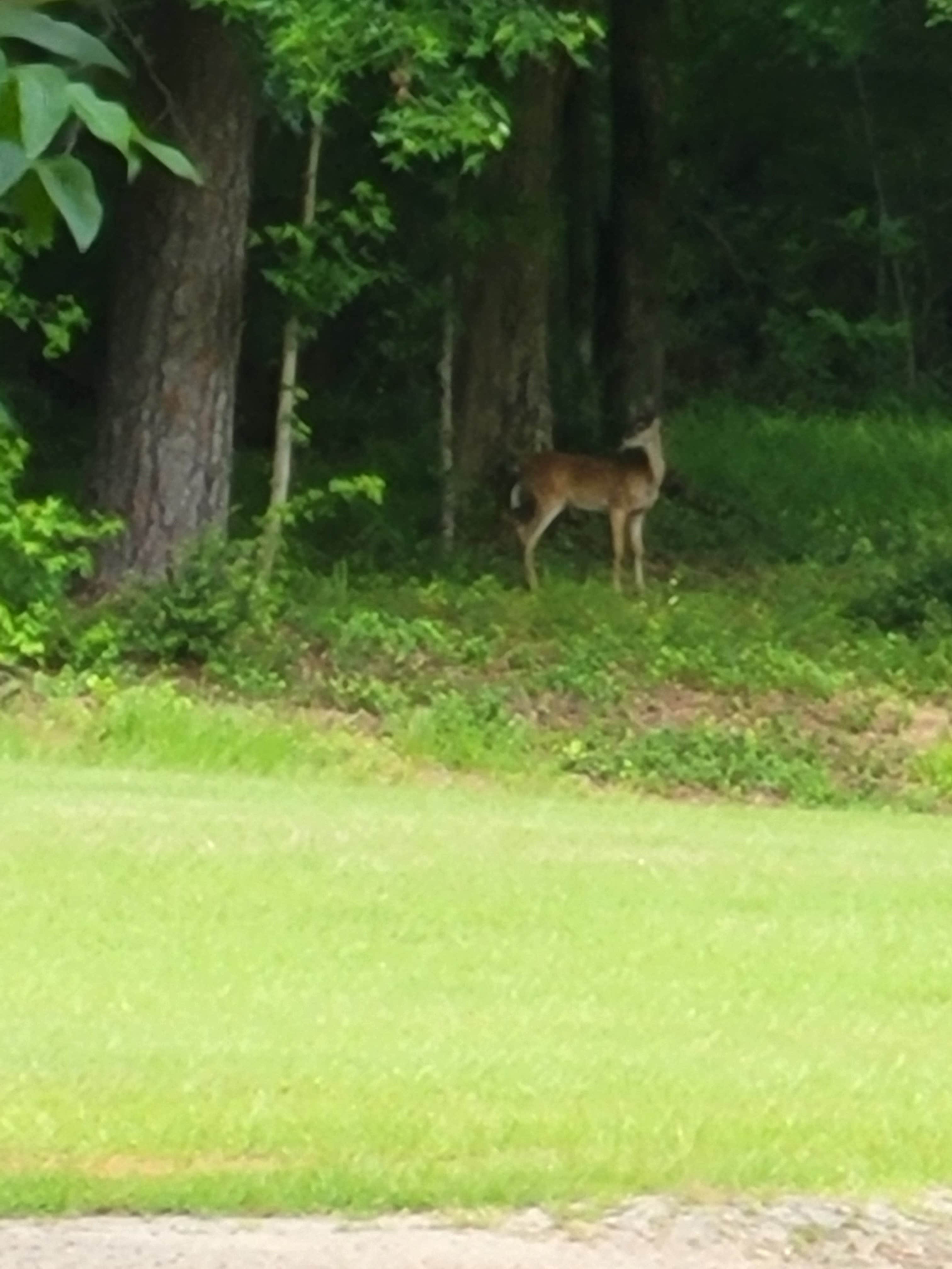 Camper submitted image from Natures Paradise RV Community LLC  - 55+ - 2