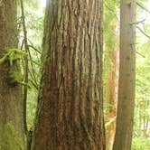 Review photo of Fairholme Campground — Olympic National Park by Anthony S., October 31, 2018