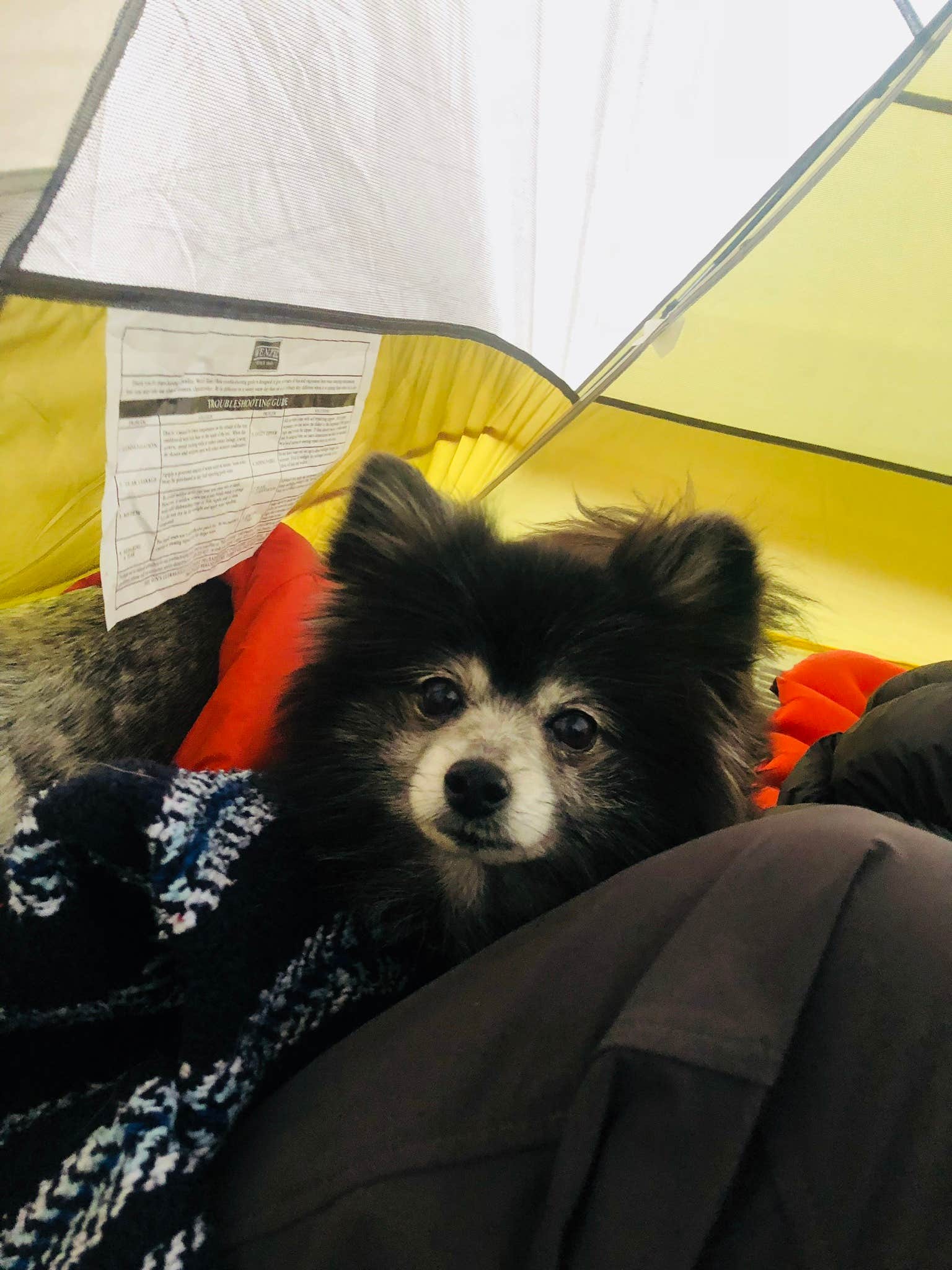 Shelly S.'s photo of camping with pets at Green River near Campbellsville, KY