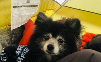 Shelly S.'s photo of camping with pets at Green River near Mammoth Cave, KY