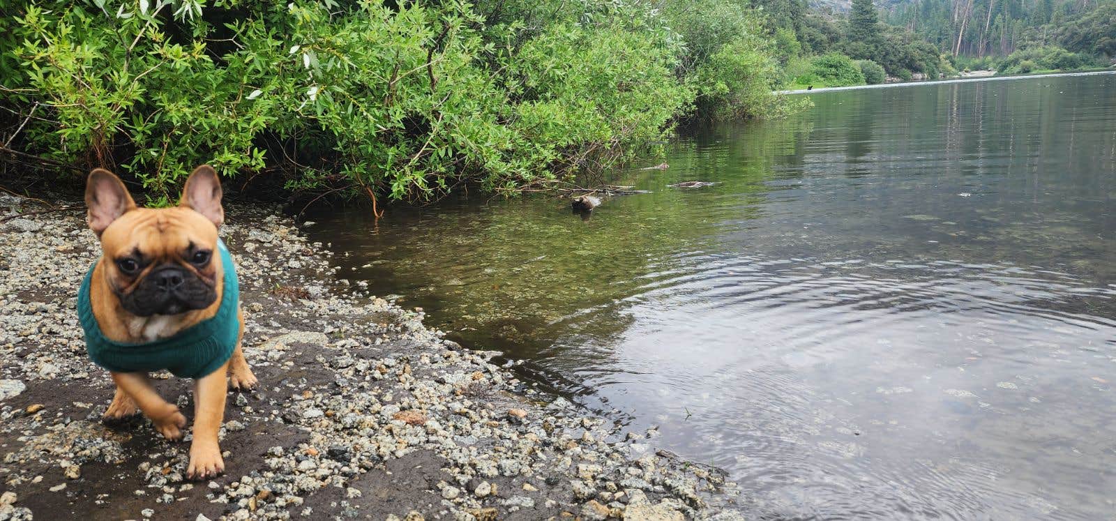 Jaime  G.'s photo of camping with pets at Black Rock Campground - Sierra NF near Hume, CA