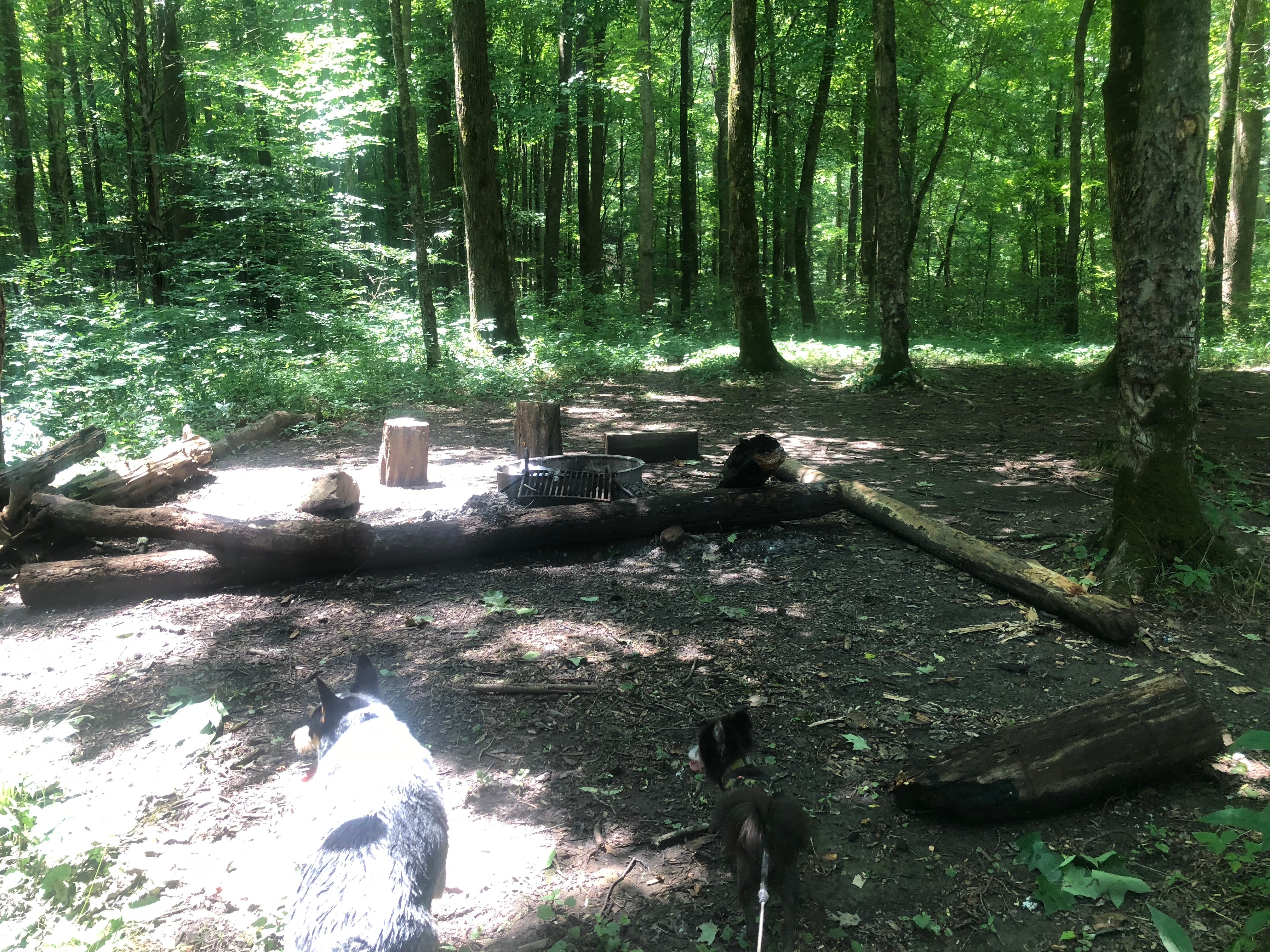 One of the sites in the woods, goodfor tent or hammock . Bring a sling bag for your foodstuff