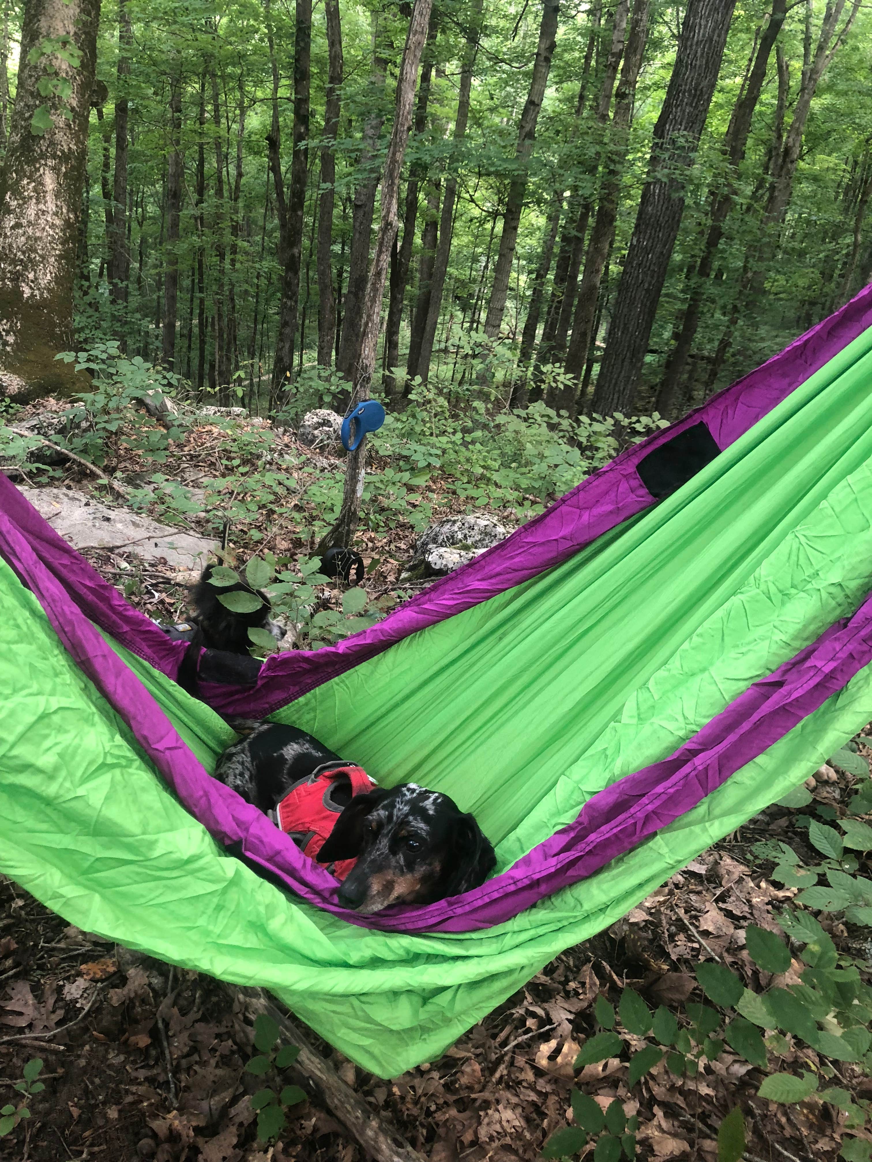 Shelly S.'s photo at Green River near Alvaton, KY