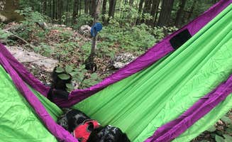 Shelly S.'s photo at Green River near Mammoth Cave National Park