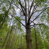 Review photo of Big Creek Campground — Great Smoky Mountains National Park by Asher K., October 1, 2023