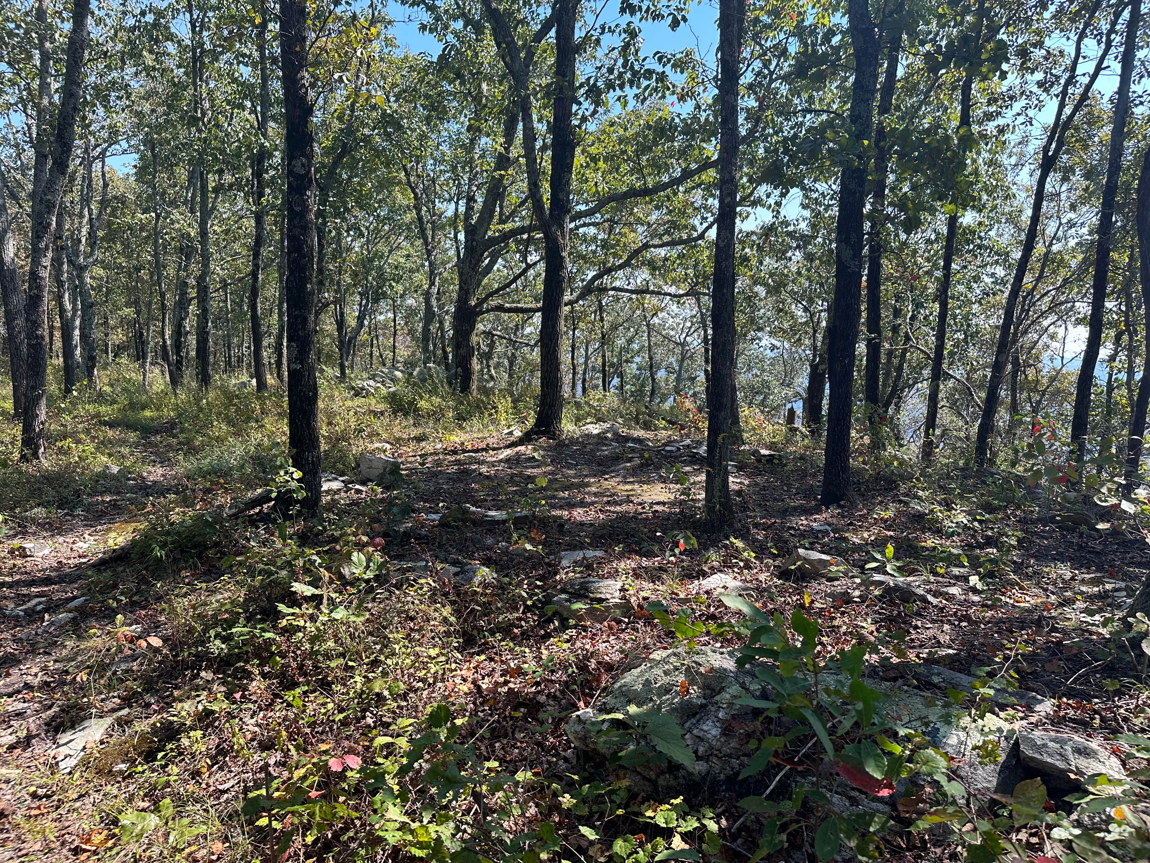 Camper submitted image from Pinhoti Campsite near Clairmont Gap - 4