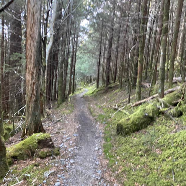 Cosby Knob Shelter Camping | Hartford, NC