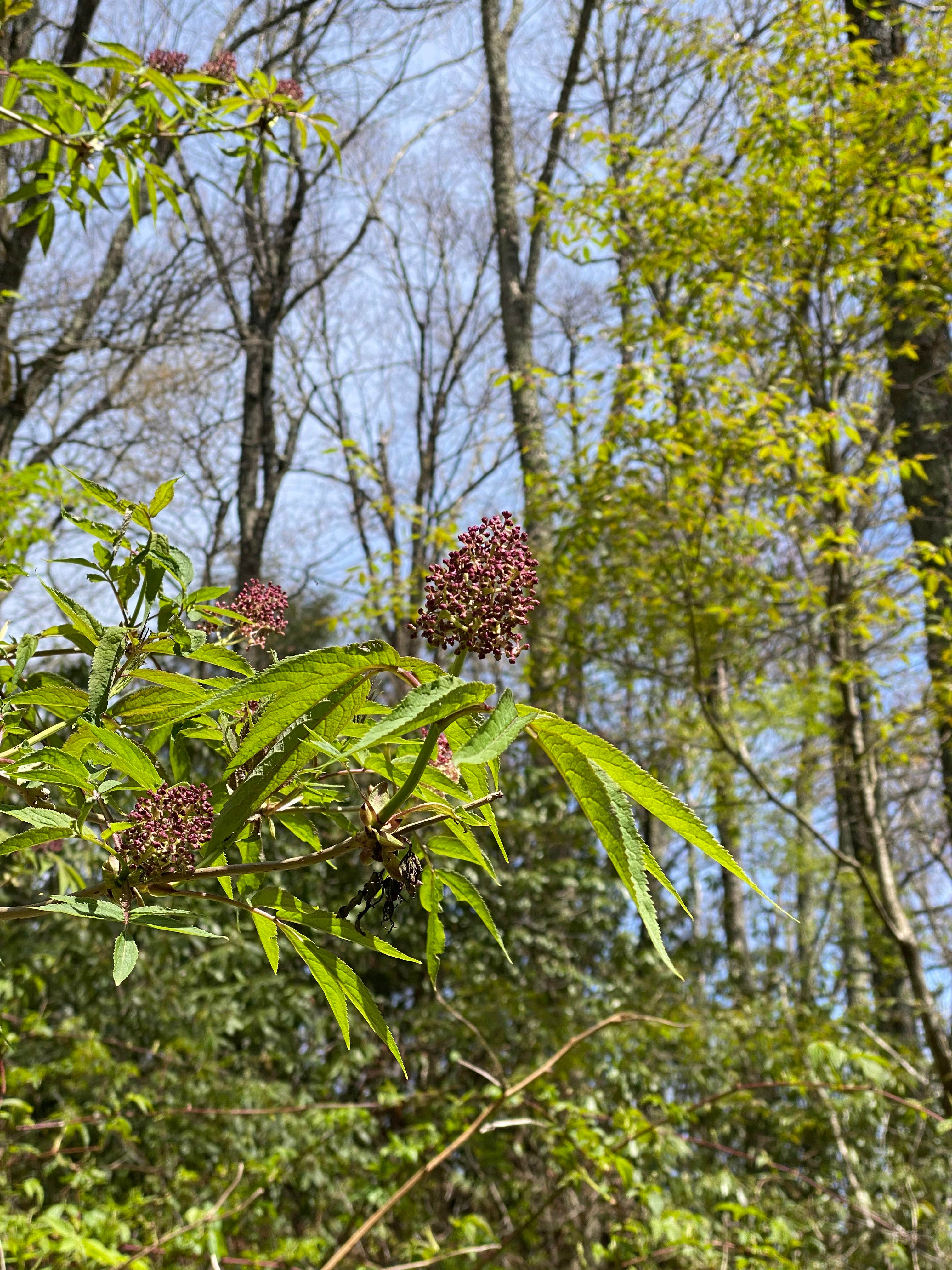 Camper-submitted photo at Cosby Knob Shelter on the AT near Gatlinburg, TN