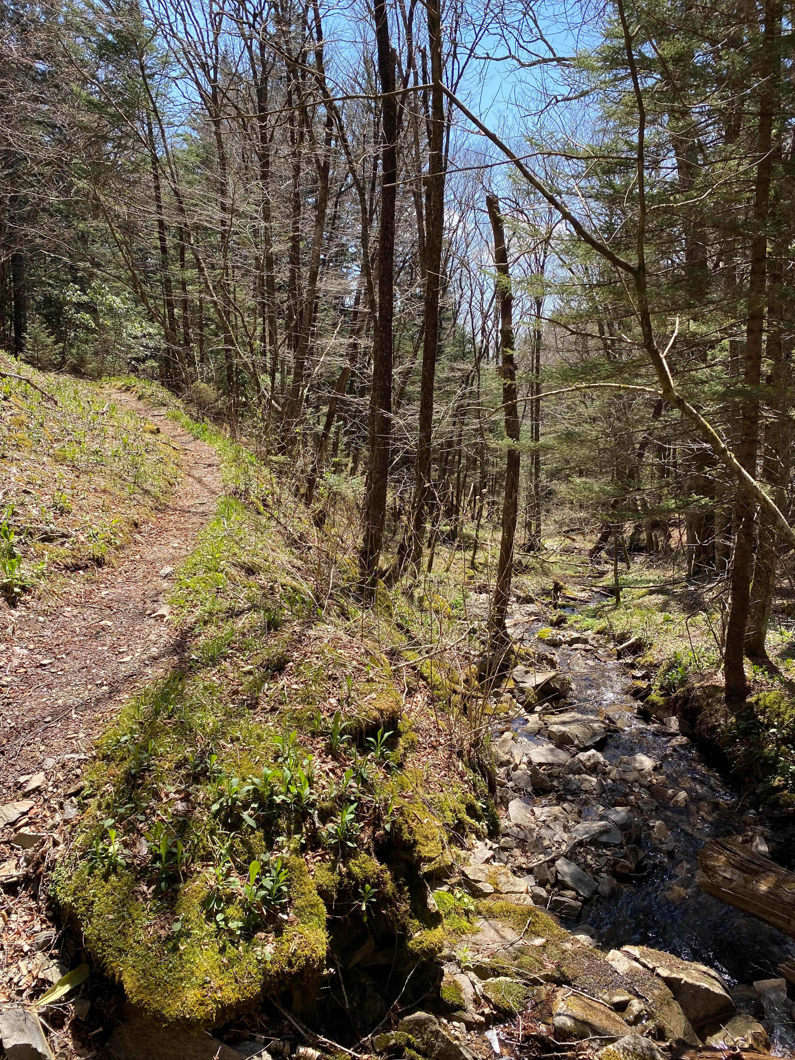 Camper submitted image from Laurel Gap Shelter on the AT - 3