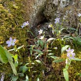 Review photo of Laurel Gap Shelter by Asher K., October 1, 2023