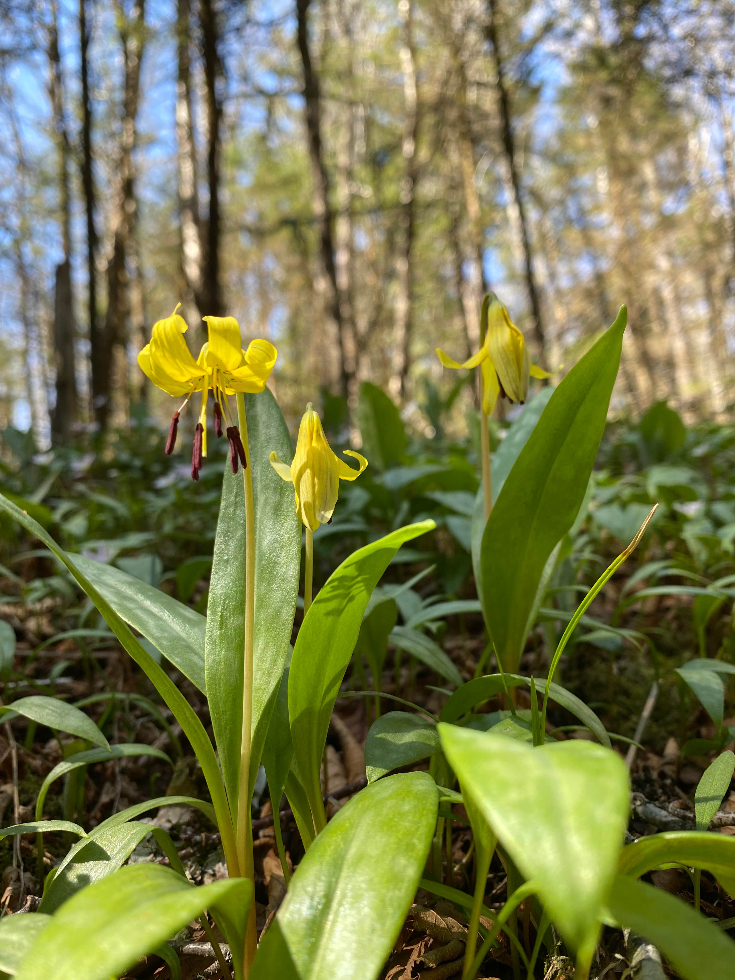 Camper-submitted photo at Laurel Gap Shelter on the AT near Gatlinburg, TN