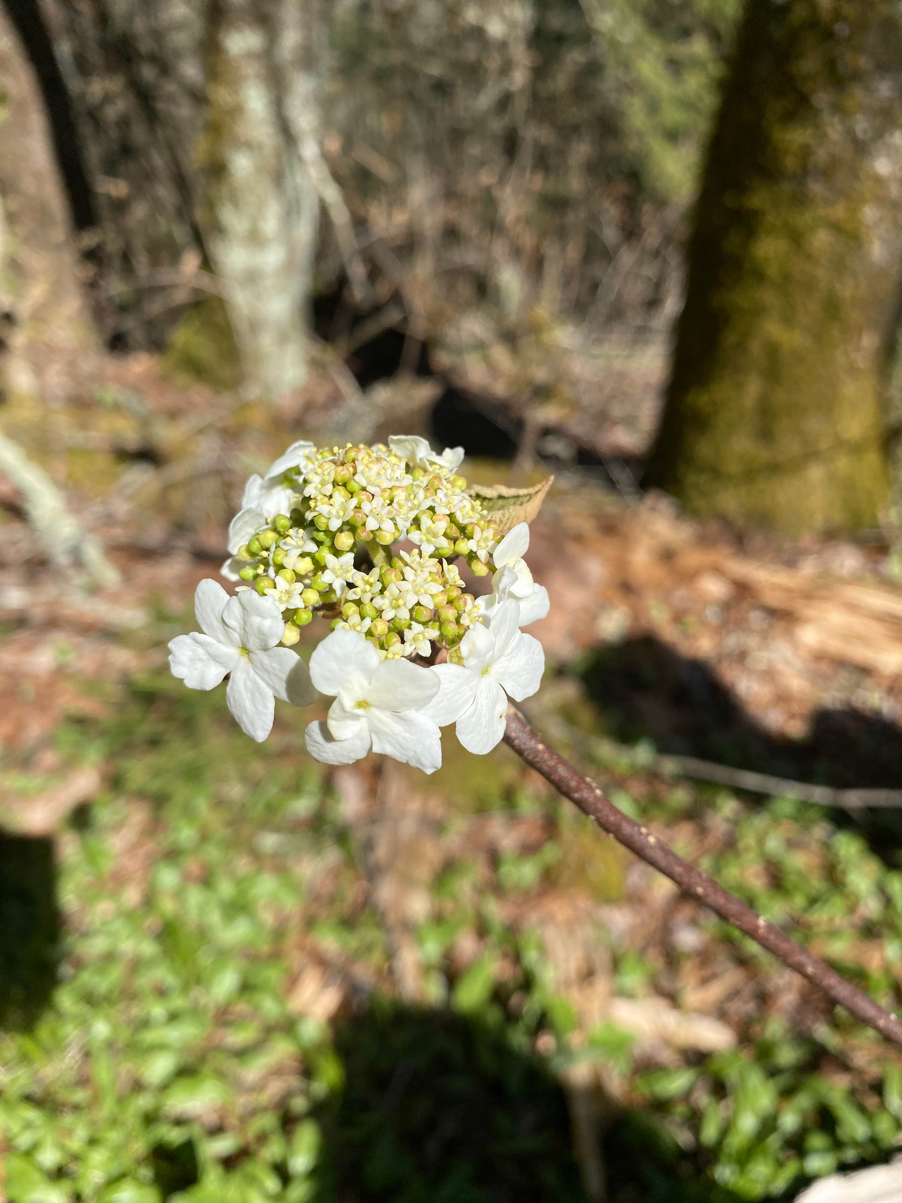 Camper-submitted photo at Laurel Gap Shelter on the AT near Gatlinburg, TN