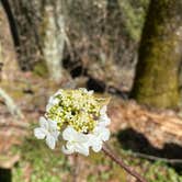 Review photo of Laurel Gap Shelter by Asher K., October 1, 2023