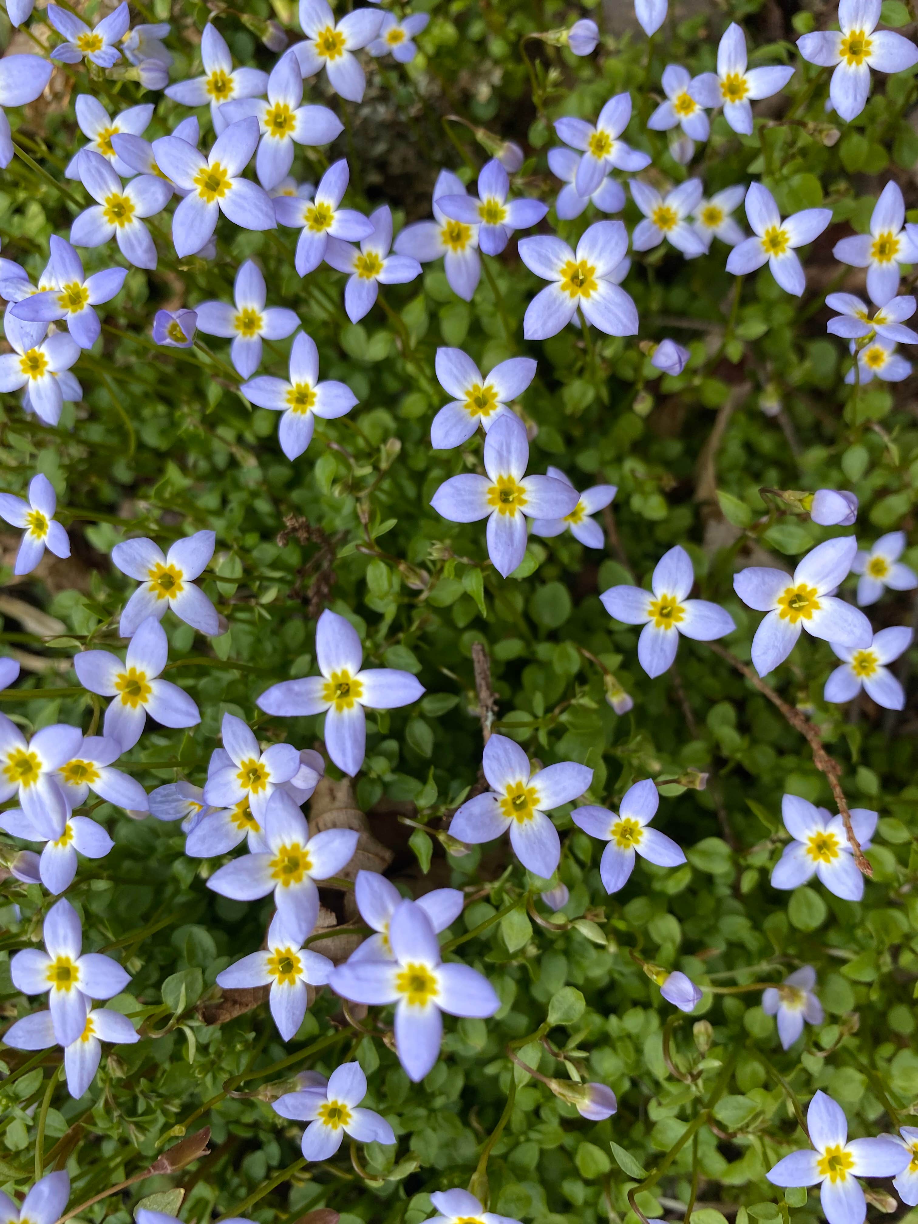 Camper-submitted photo at Laurel Gap Shelter on the AT near Gatlinburg, TN