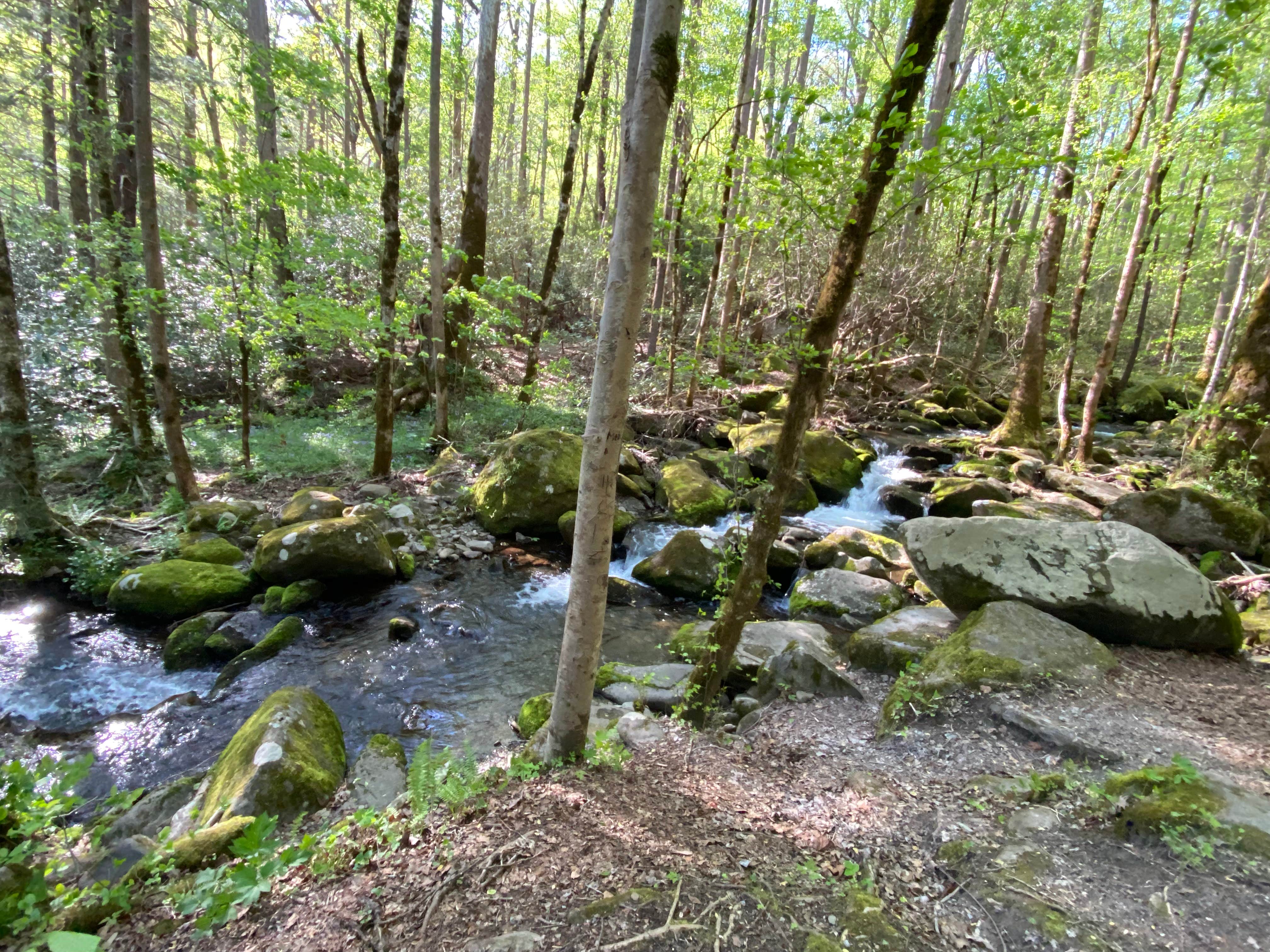 Camper submitted image from Mount Sterling - 4