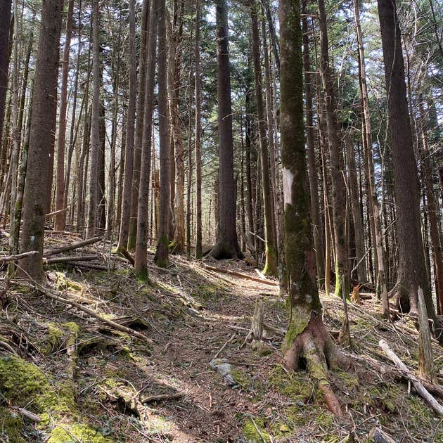 Tricorner Knob Shelter — Great Smoky Mountains National Park Camping