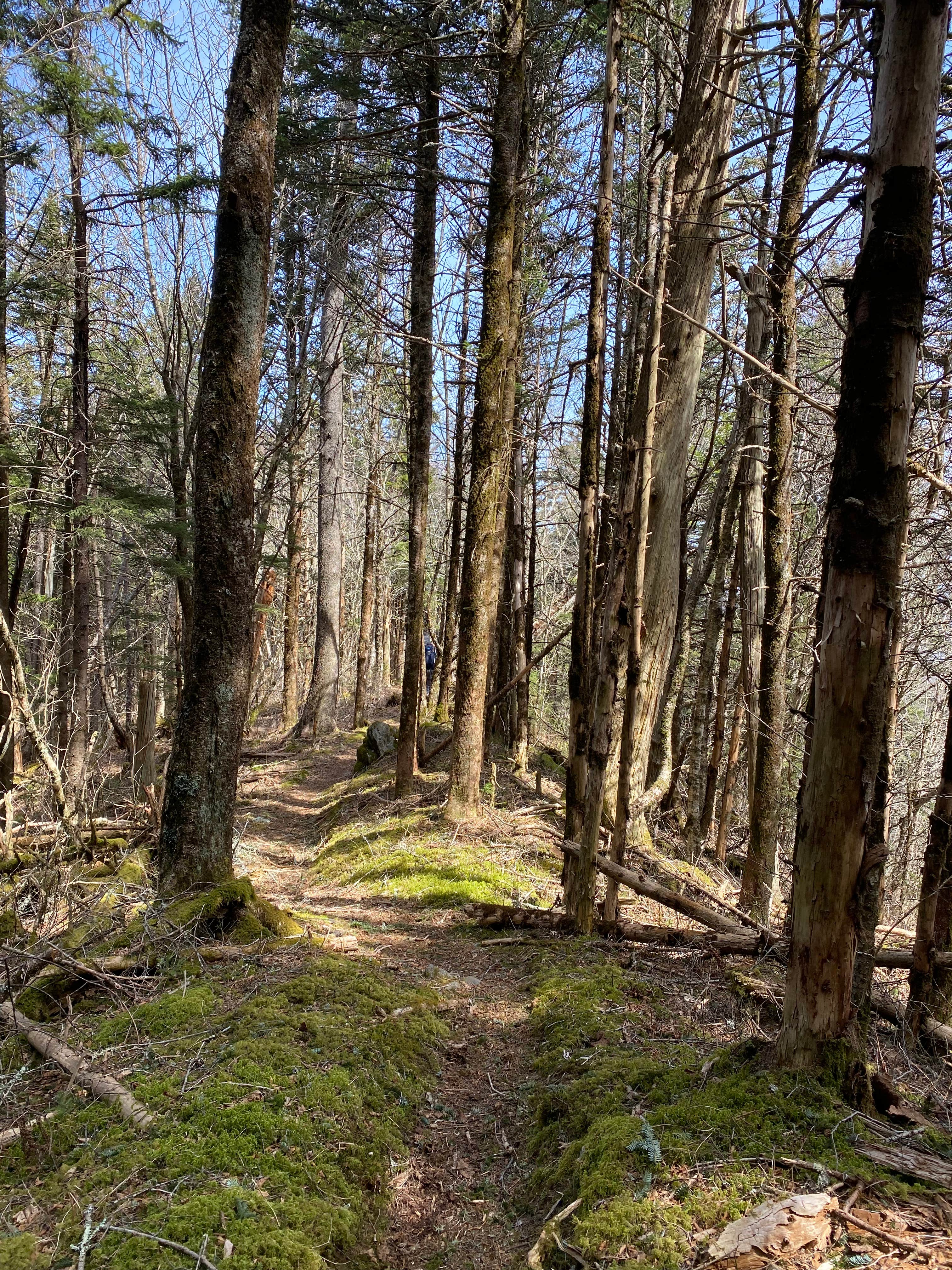 Camper submitted image from Tricorner Knob Shelter — Great Smoky Mountains National Park - 5