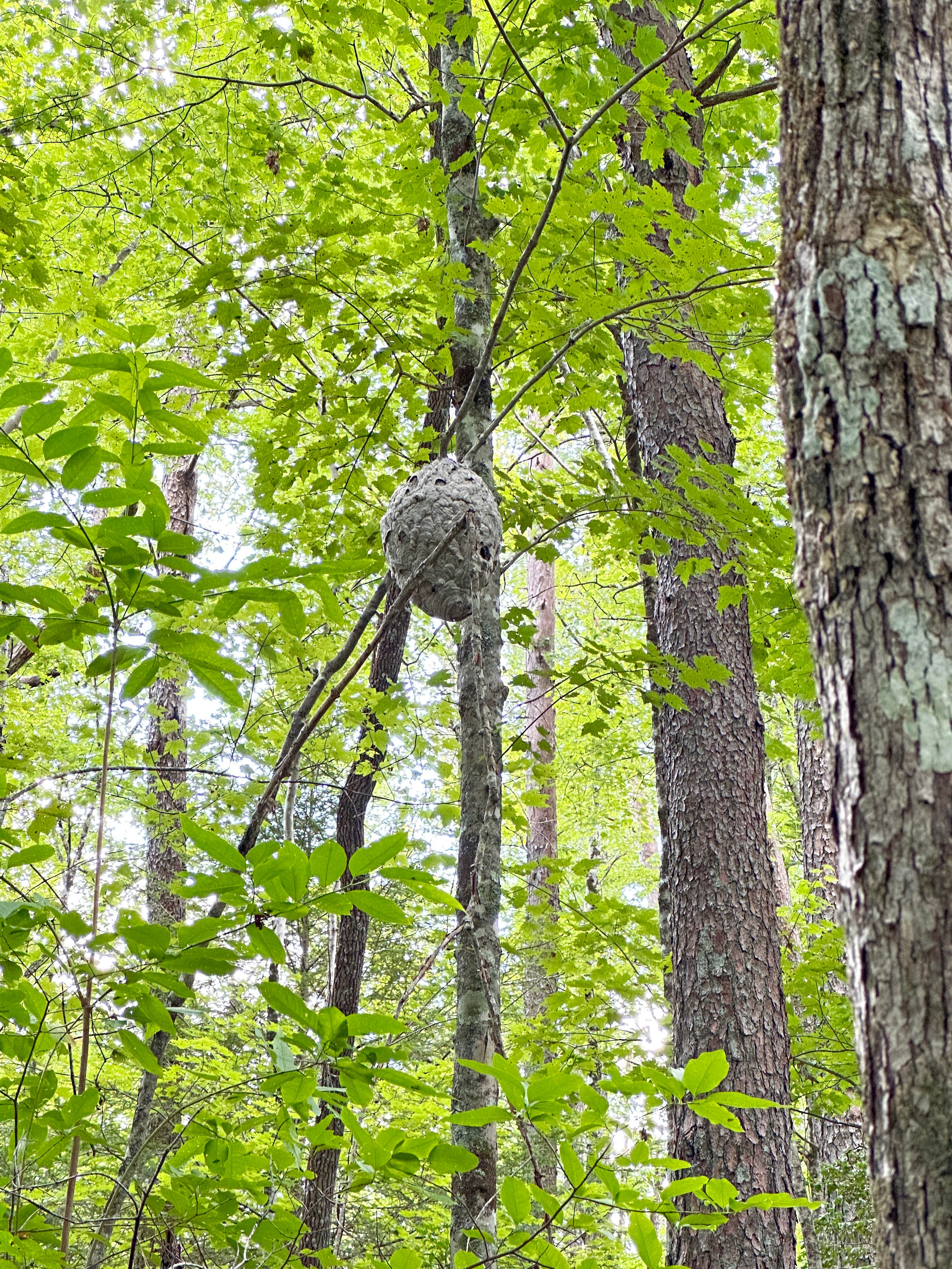 Camper-submitted photo at Savage Station near Dayton, TN