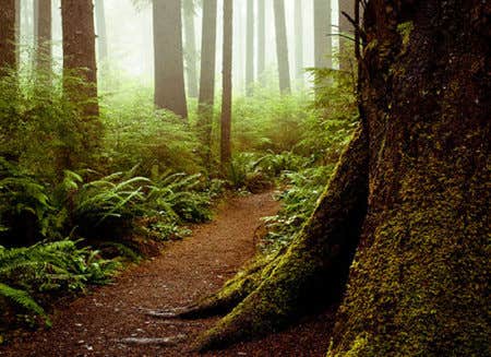 Camper-submitted photo at Lillian — Olympic National Park near Sequim, WA