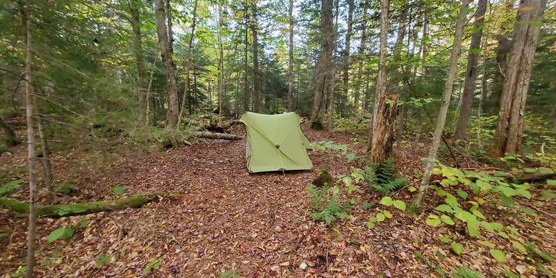 Camper submitted image from Ward Brook Campsite