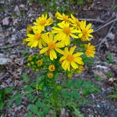 Review photo of Lynden-Bellingham KOA by Melani T., October 31, 2018