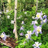 Review photo of Lynden-Bellingham KOA by Melani T., October 31, 2018