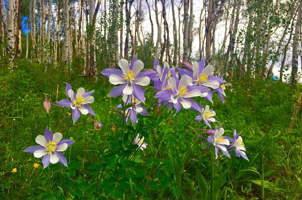 Camper-submitted photo at Lynden-Bellingham KOA near Sumas, WA
