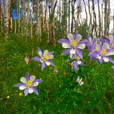 Review photo of Lynden-Bellingham KOA by Melani T., October 31, 2018